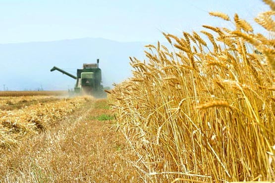 مدیر جهاد کشاورزی چرام خبر داد : پایان بی سابقه برداشت ۷هزار تنی گندم در چرام