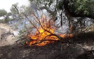 جنگل های کهگیلویه بویر احمد در آتش طمع می سوزد/سودجویی به قیمت نابودی منابع ملی!