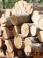 کشف ۲ تن چوب قاچاق در شهرستان بویراحمد