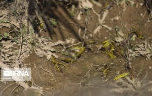 ۴۰هزار هکتار مرتع در کهگیلویه و بویراحمد برای شناسایی آفت ملخ پایش شد