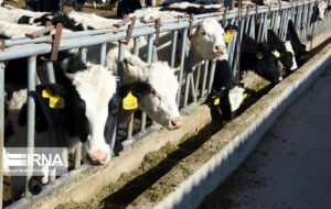 ۱۲۶۰ میلیارد ریال وام اشتغال به مددجویان کهگیلویه و بویراحمد پرداخت شد