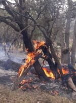 آتش سوزی جنگل ها و مراتع منطقه شاه بهرام باشت مهار شد