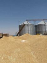 تولید گندم در کهگیلویه و بویراحمد ۴۵ هزار تن افزایش یافت