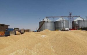 تولید گندم در کهگیلویه و بویراحمد ۴۵ هزار تن افزایش یافت