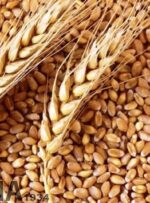 ۴۱ هزار تن گندم در مناطق گرمسیری کهگیلویه و بویراحمد خرید تضمینی شد