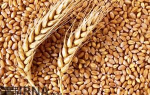 ۴۱ هزار تن گندم در مناطق گرمسیری کهگیلویه و بویراحمد خرید تضمینی شد