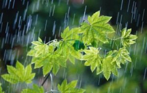 بارش های پاییزی در کهگیلویه و بویراحمد کمتر از حد نرمال خواهد بود