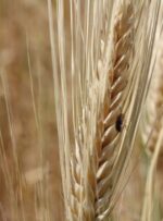 اثرات خشکسالی بر کشاورزی کهگیلویه و بویراحمد و راهکارهای مقابله