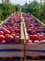برداشت سیب در کهگیلویه و بویراحمد از ۱۲۰ هزار تن فراتر می رود