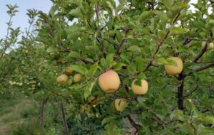 چوب حراج بر تن درختان سیب کاکان یاسوج