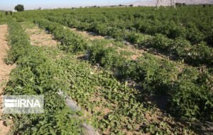 ۱۹۰میلیارد ریال اعتبار به پروژه‌های آب و خاک گچساران اختصاص یافت