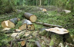 ۵۴ پرونده تخلف در عرصه منابع طبیعی گچساران تشکیل شد ۵۴ پرونده تخلف در عرصه منابع طبیعی گچساران تشکیل شد