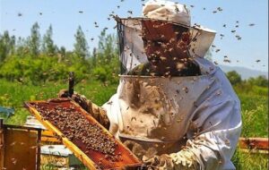 عسل زنبورداران مناطق عشایری کهگیلویه روانه بازار شد