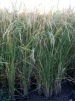 مزرعه تحقیقاتی خشکه کاری برنج در کهگیلویه ایجاد شد