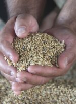 ۸هزار تن بذر گندم و جو در کهگیلویه و بویراحمد توزیع می‌شود