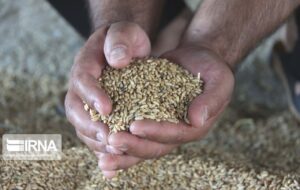 ۸هزار تن بذر گندم و جو در کهگیلویه و بویراحمد توزیع می‌شود