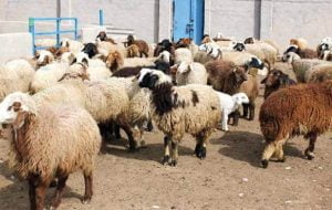 رئیس جهاد کشاورزی فارس:  خرید دام از عشایر با نظارت اتحادیه تعاونی  عشایری باشد