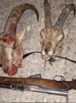 شکارچیان 2 کل وحشی در پارک ملی دنا دستگیر شدند +تصاویر