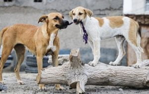 چاره‌جویی شواری سلامت دنا برای جمع‌آوری سگ‌های ولگرد/تاکید اکثریت شورا بر اجرای یک راه‌حل