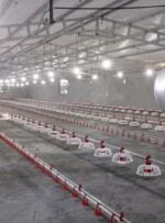 افتتاح مرغداری مدرن در کهگیلویه/3600 تن به ظرفیت تولید گوشت سفید اضافه شد