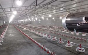 افتتاح مرغداری مدرن در کهگیلویه/3600 تن به ظرفیت تولید گوشت سفید اضافه شد