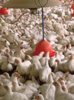 شاخص قیمت تولید مرغداری‌های صنعتی 35.4 درصد کاهش یافت