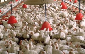 شاخص قیمت تولید مرغداری‌های صنعتی 35.4 درصد کاهش یافت