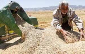 جلوگیری از قاچاق گندم در کهگیلویه و بویراحمد/ حمل احشام در ایام عید ممنوع شد