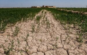 90 درصد مزارع گندم و غلات «آبدانان» بر اثر خشکسالی خسارت دیده‌اند