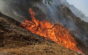 آتش دوباره به جان بلوط‌های استان کهگیلویه و بویراحمد می‌افتد