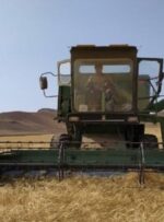 پیش بینی کاهش برداشت گندم در مزارع دیم گچساران