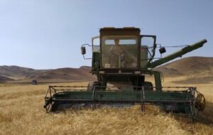 پیش بینی کاهش برداشت گندم در مزارع دیم گچساران