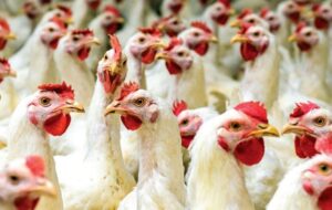 ۱۷ هزار تُن گوشت مرغ در خراسان شمالی تولید شد/در ایام عید کمبود مرغ وجود ندارد