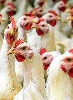 ۱۷ هزار تُن گوشت مرغ در خراسان شمالی تولید شد/در ایام عید کمبود مرغ وجود ندارد