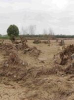 خسارت جدی تگرگ به ۷۰۰ هکتار محصولات کشاورزی/ تیر خلاص به تولید در کهگیلویه و بویراحمد