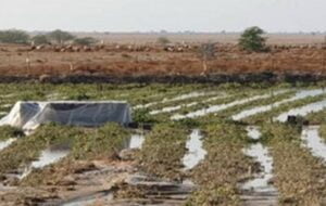 خسارت ۲۸۰ میلیارد ریالی بارندگی به کشاورزی گچساران