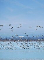 شناسایی ۶۰ هزار قطعه پرنده در تالاب‌های چهارمحال و بختیاری/ ۳۰ گونه جدید جانوری به ثبت رسید