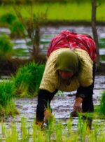 کشت برنج، یونجه، هندوانه و دیگر محصولات آب بر در استان ایلام ممنوع شد