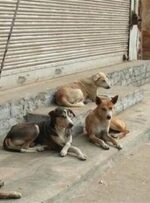 دستور ویژه‌ دادستان برای جمع‌آوری سگ‌های بلاصاحب در اهواز صادر شد