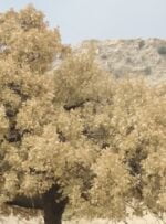 فارس من| 3 راهکار برای مقاوم‌سازی جنگل‌های زاگرس/ چرا آفت به جان بلوط‌ها افتاد