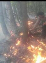 آتش سوزی جنگل کجور نوشهر مهار شد/ ۲ هکتار از اراضی جنگلی و کشاورزی در آتش سوخت