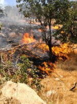 آتش سوزی جنگل‌های منطقه خامی همچنان ادامه دارد