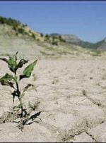 امهال تسهیلات کشاورزان خسارت‌دیده از خشکسالی در مراوه‌تپه
