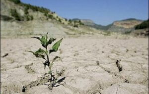 امهال تسهیلات کشاورزان خسارت‌دیده از خشکسالی در مراوه‌تپه