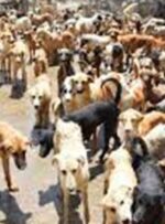 انتقال  1700 «سگ‌بلاصاحب» به آرادکوه/ نیاز روزانه سگ‌ها به حدود 2 تن غذا