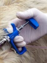 واکسیناسیون ۲۵۰۰۰ راس دام سبک علیه بیماری تب برفکی در کهگیلویه