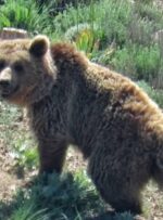 خرس در کوه کلار‌ به جوان ۳۰ ساله حمله کرد/ پرواز بالگرد اورژانس برای نجات مصدوم
