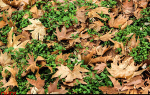 سایه خشکسالی بر نگاره سبز گلستان/ شروع پاییز به تأخیر افتاد