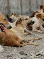 فرصت یک ماهه برای جمع‌‌آوری سگ‌های ولگرد از شهرهای کهگیلویه و بویراحمد
