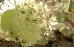 مبتلا شدن ۱۸ هزار هکتار از جنگل‌های بلوط باشت به آفت پروانه برگ خوار سفید